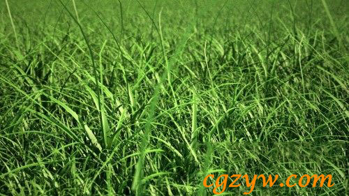 C4D草丛绘制插件 C4DZone Grass Painter 2.0 for Cinema4D R13－R16