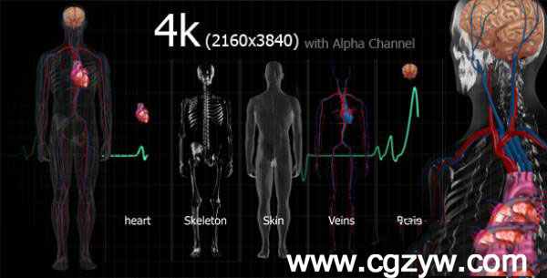 视频素材-生物医学人体透视4K素材 VideoHive Medical Human