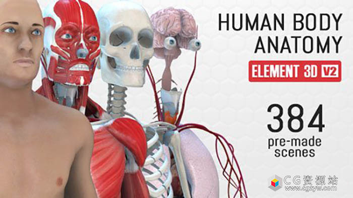 AE模板-E3D三维模型人体解剖健康医疗医学展示动画纪录片-图片1