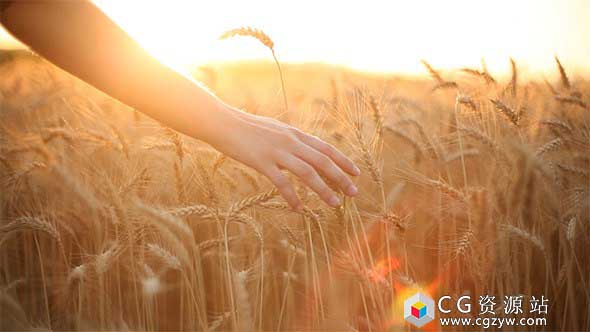 实拍素材-金色麦田漫步视频素材 Hand on cereal field