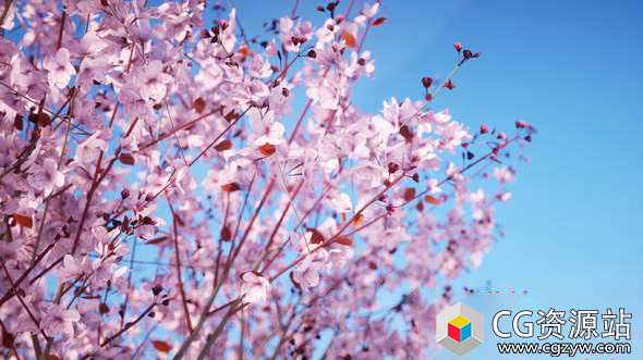 植物树木场景生成插件预设 Laubwerk Plants Kit 6 & 7 Win