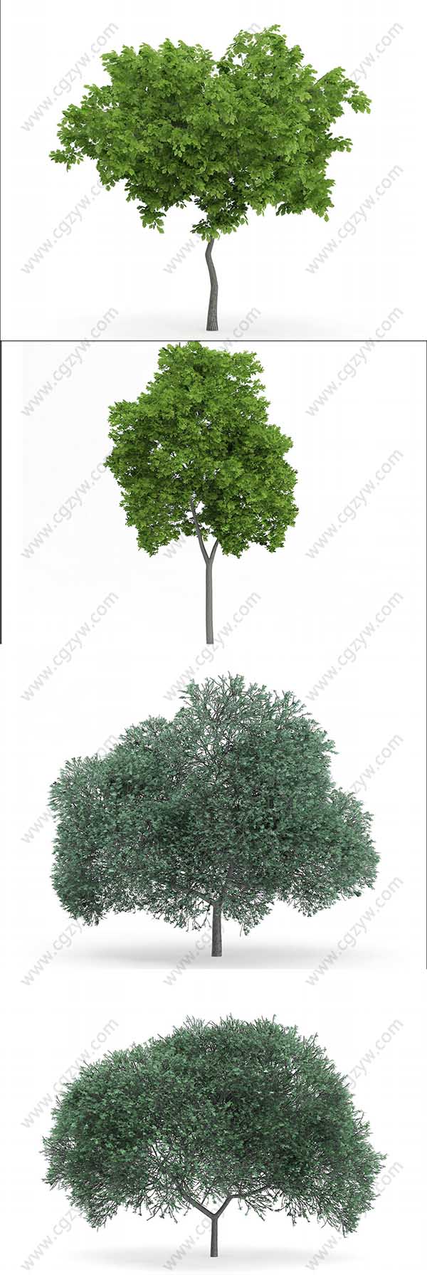 3D树木模型(C4D+C4D VRAY格式)CGAxis Models Volume 72 Trees IX-图片2