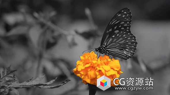 AE教程-颜色隔离效果教程After Effects – Color Isolation Effect Tutorial