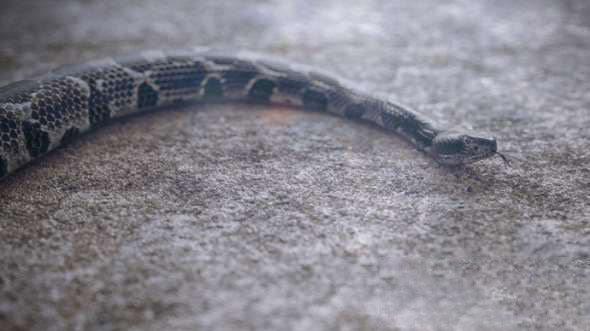 蛇爬行动画Octane渲染C4D教程(含工程)+中/英文字幕