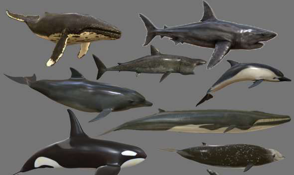 鲨鱼鲸鱼海豚3D模型 CGTrader – Big Fish Collection Low poly – Animated Low-poly 3D model