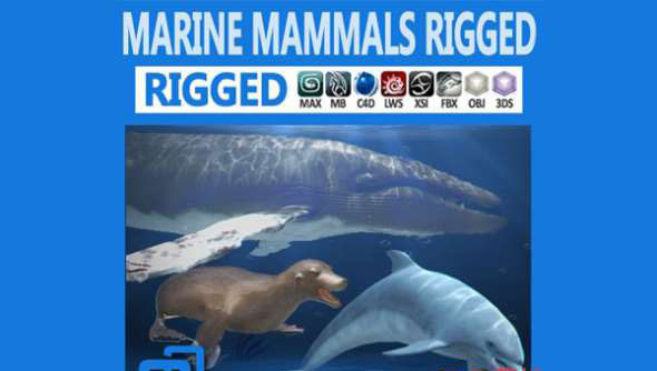 海豚海豹鲸鱼3D模型 CGTrader – Pack – Marine Mammals 3D model