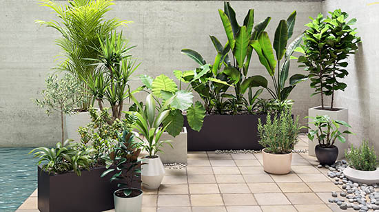 高品质3D盆栽植物模型 Plant Models Vol. 19