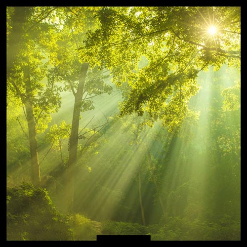 湖泊草地森林湿地虫鸣鸟叫环境无损音效