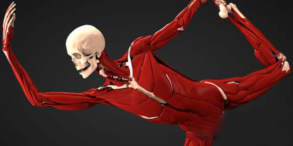 Maya医学人体肌肉骨骼模拟插件 Ziva Dynamics Ziva VFX v2.1 Win破解版