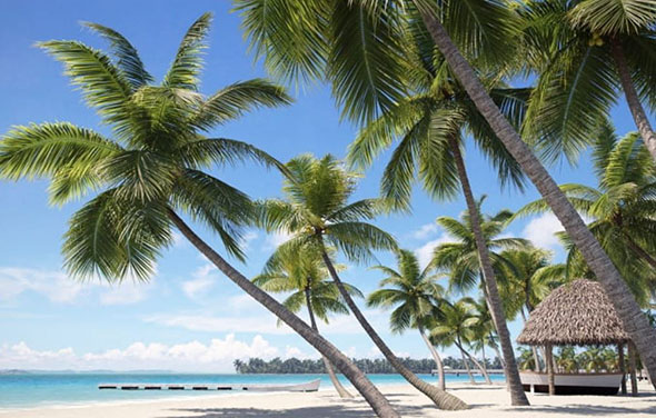 40个棕榈树树木3D模型 Evermotion Archmodels  Vol 201