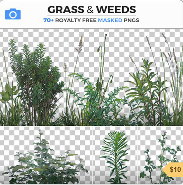 77组植物杂草PNG格式高清图片合集-图片1