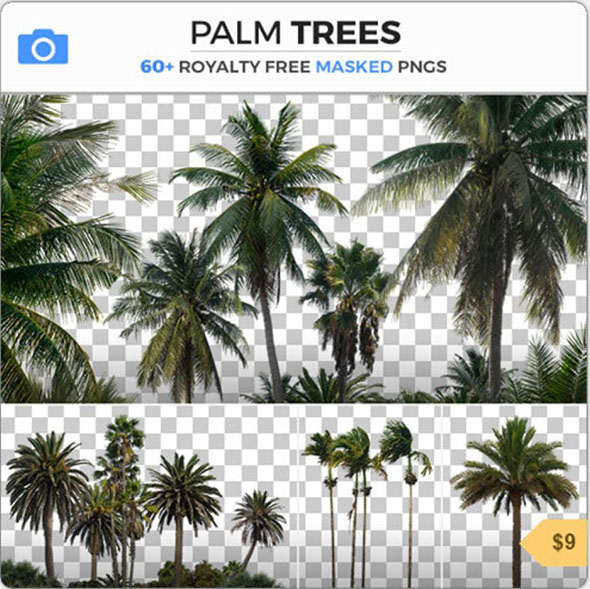 63组棕榈树PNG格式高清图片合集-图片1