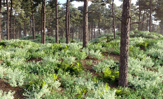 森林植物场景3D模型3DS MAX格式