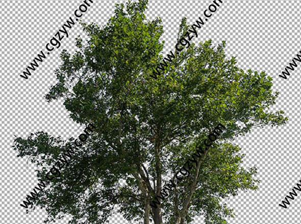 81组落叶树木PNG格式高清图片合集-图片1