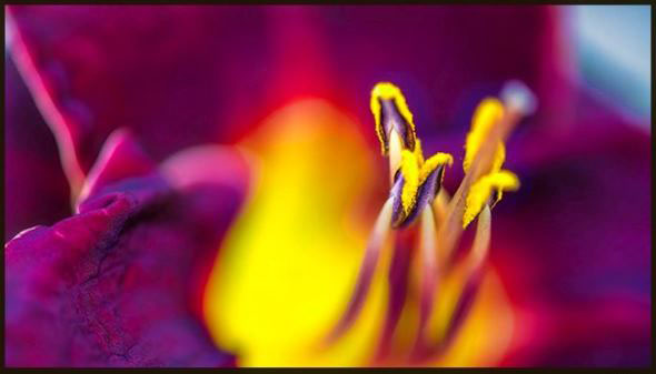 图片调节软件 Topaz Studio v2.3.2 Win/Mac破解版