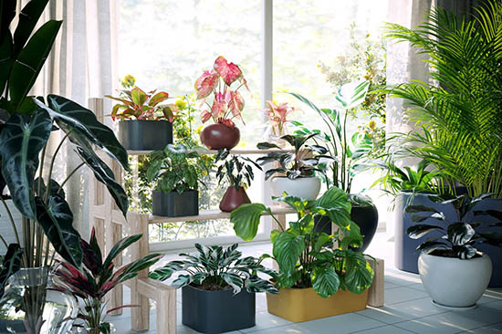 72种单模高质量盆栽花卉植物3D模型-图片1