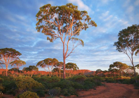 44组高质量树木3D模型 Archmodels vol. 238