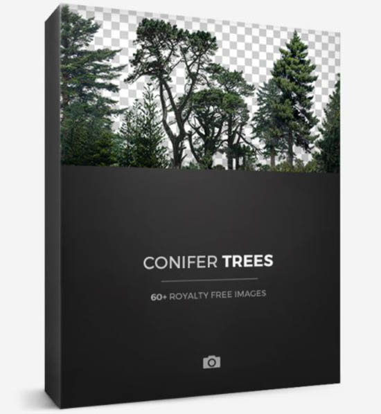 63组针叶树PNG格式高清图片素材-图片1