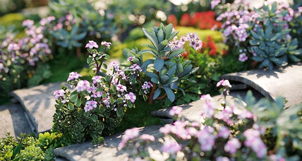 72种高质量单模3D多肉型植物模型集合-图片1