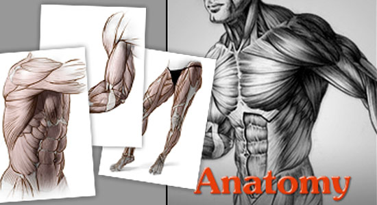 PROKO-艺术家数字绘画人体解剖学-3件装（躯干/手臂/腿）