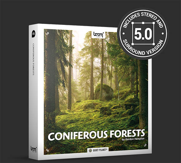 森林针叶林鸟叫自然环境环绕立体无损音效