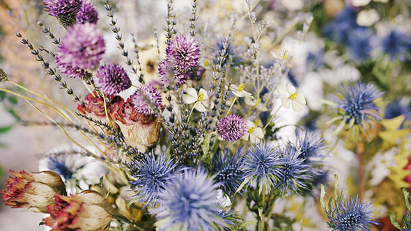 102个单模干花植物3D模型第53卷-图片1