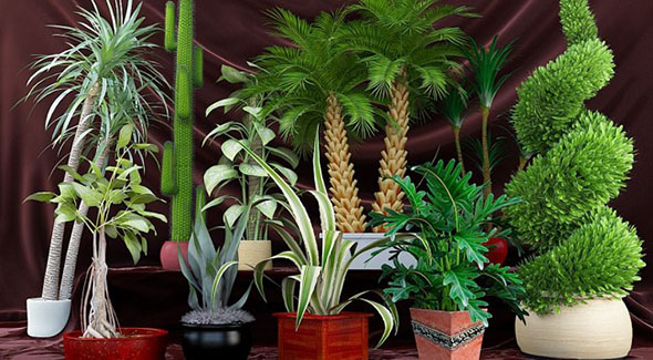 65种室内盆栽植物3D模型 Archmodels vol. 75-图片1