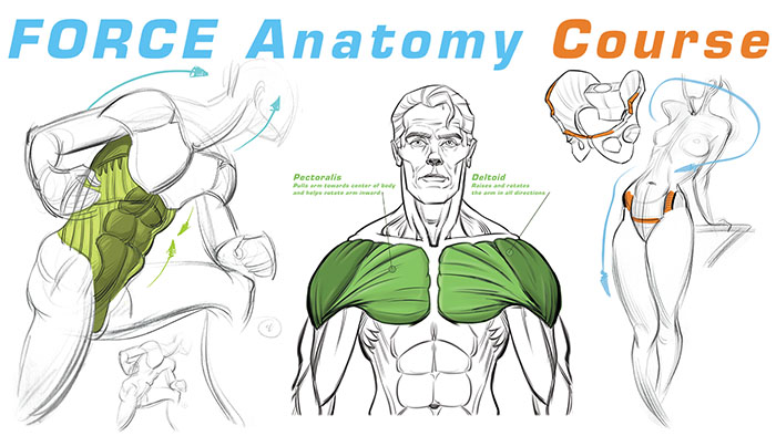 力动态表现绘画系列-FORCE-基础知识/表格/力的形状/人体解剖学-图片5