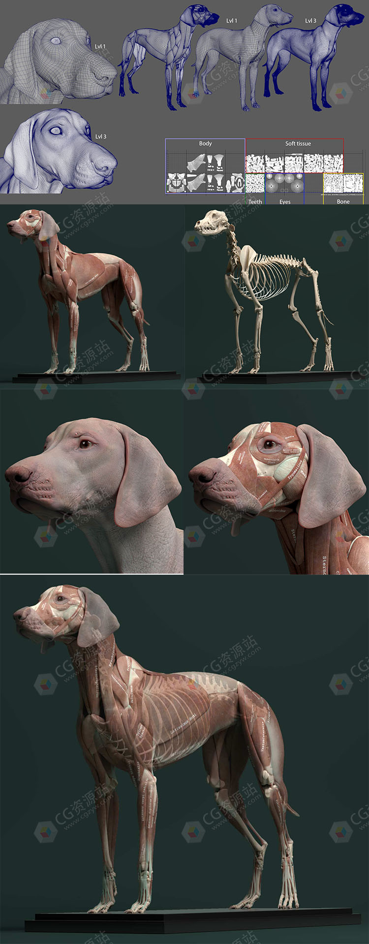 犬类动物皮肤肌肉骨骼解剖学高精度3D模型-图片2