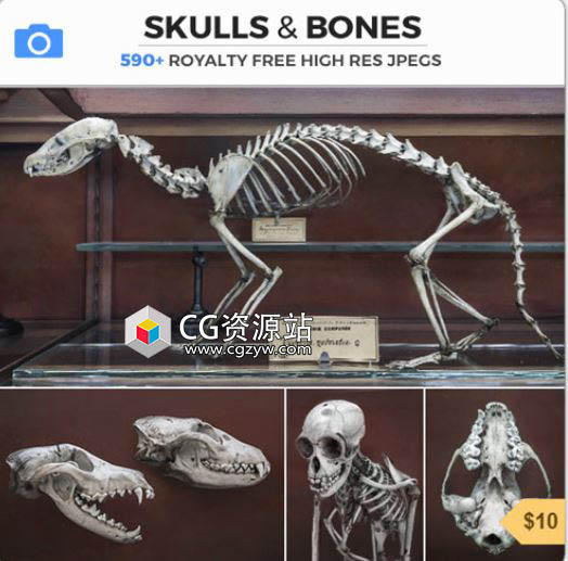 各种动物头骨和骨头参考图片素材-图片1