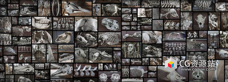 各种动物头骨和骨头参考图片素材-图片2