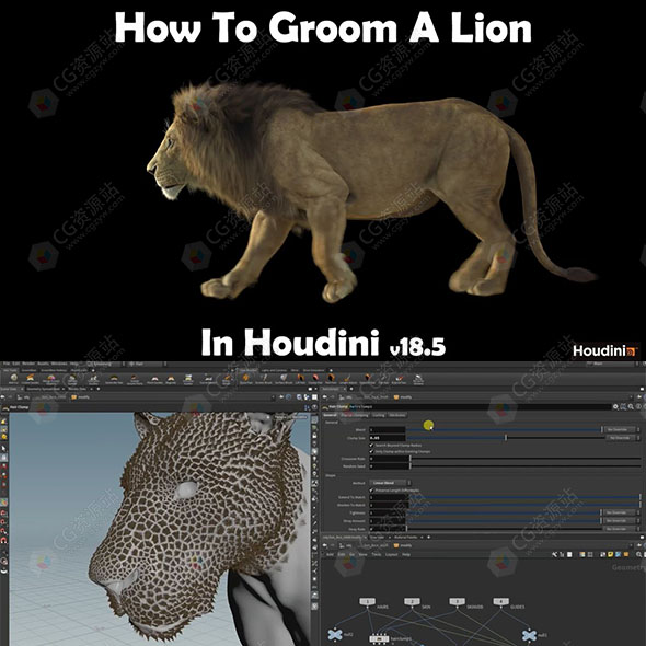 Houdini逼真狮子皮毛毛发制作视频教程