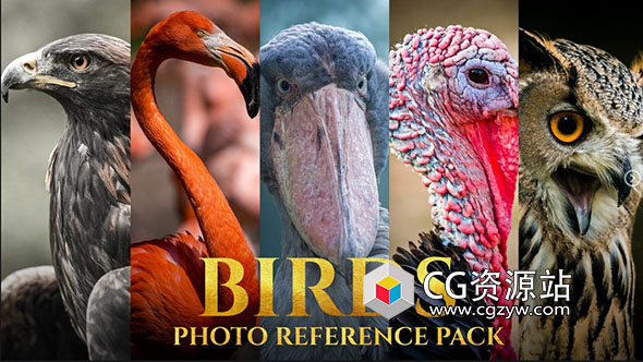 828张各种环境鸟类参考图片-图片1