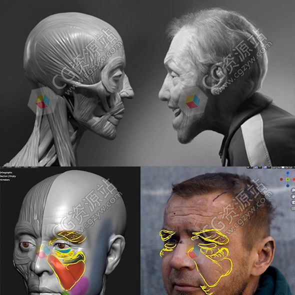 Blender逼真人物肖像骨骼肌肉解剖学制作视频教程+中英文字幕