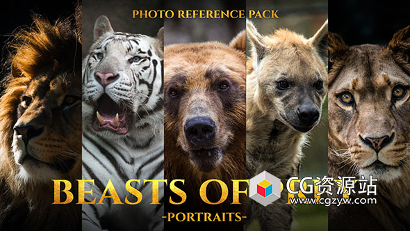 211张凶猛野兽动物狮子老虎豹特写镜头高清参考图片-图片1