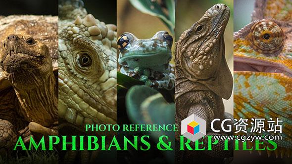 197张两栖爬行动物高清高清参考图片-图片1