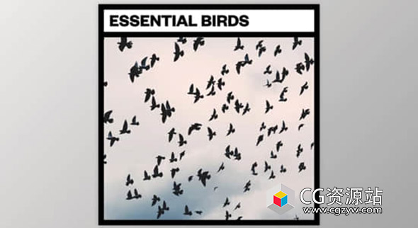 27个鸟类鸣叫飞行拍打翅膀无损音效 Essential Birds