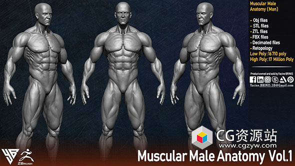 男性人体肌肉结构3D模型 ZTL/OBJ/STL/FBX格式