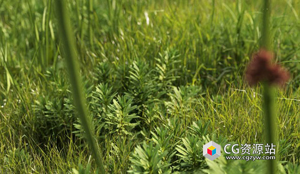 3DS MAX植物草地3D模型 NM-Lab System GR01-10