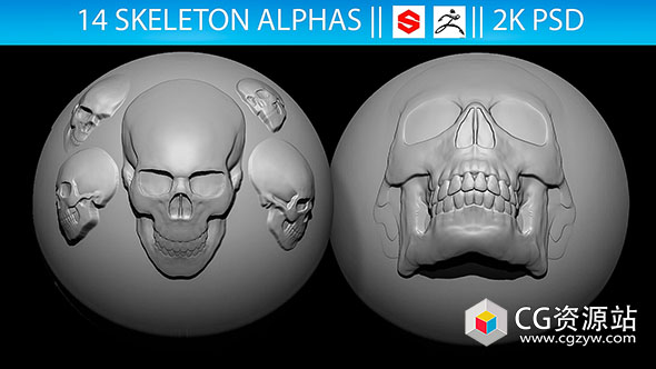 14组骷髅Alpha贴图PSD格式 14 Skeleton Alphas Vol.2 (ZBrush, Substance, 2K)-图片1