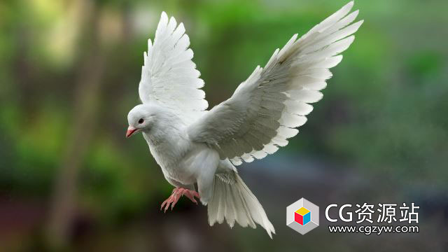 鸽子完整肌肉系统绑定3D模型 FBX/OBJ/MAYA格式