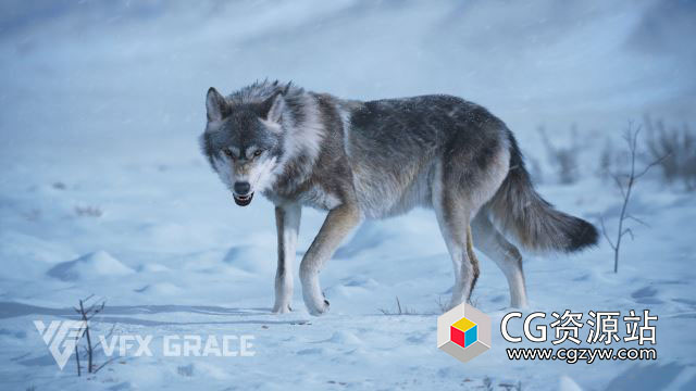 Blender野狼绑定动画3D模型 Wolf Animation – VFX Grace