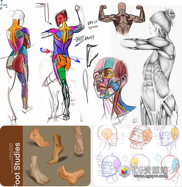 人体结构形态解剖学绘画视频教程+中英文字幕-图片1