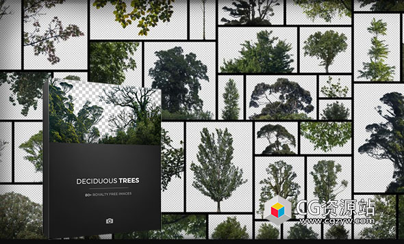 81组落叶乔木树木背景插图PNG图片素材含透明层 Photobash Deciduous Trees PNG