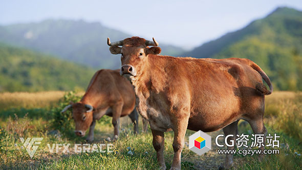 Blender黄牛动画高品质3D模型 Cattle Cow Animation