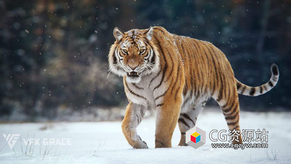 Blender西伯利亚老虎3D动画模型 Siberian Tiger Animation