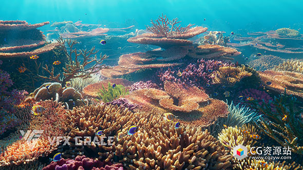 Blender珊瑚3D模型资产Corals Collection -Vfx Grace