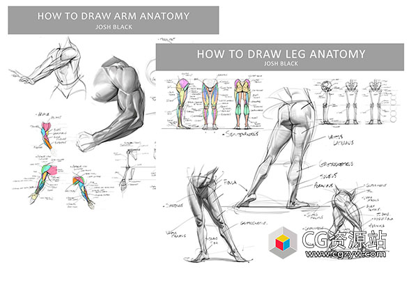 PS腿部和手臂解剖绘画视频教程+笔刷+中文字幕 Gumroad – Josh H Black – Legs and Arms Anatomy Bundle