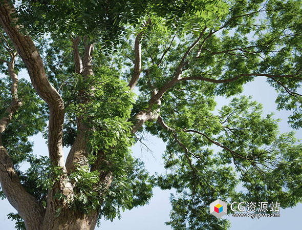 Blender插件-模拟树木自然生长动画预设插件 The Grove v1.1 + Full Twigs Library