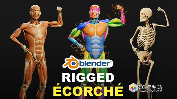 Blender人体肌肉解剖结构骨骼3D模型 Muscle Anatomy – Ecorche Rigged-图片1